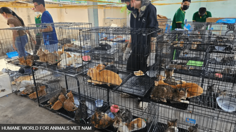 Giải cứu hàng trăm con mèo bị bắt trộm để giết thịt ở Việt Nam | Vietnam Fraternité