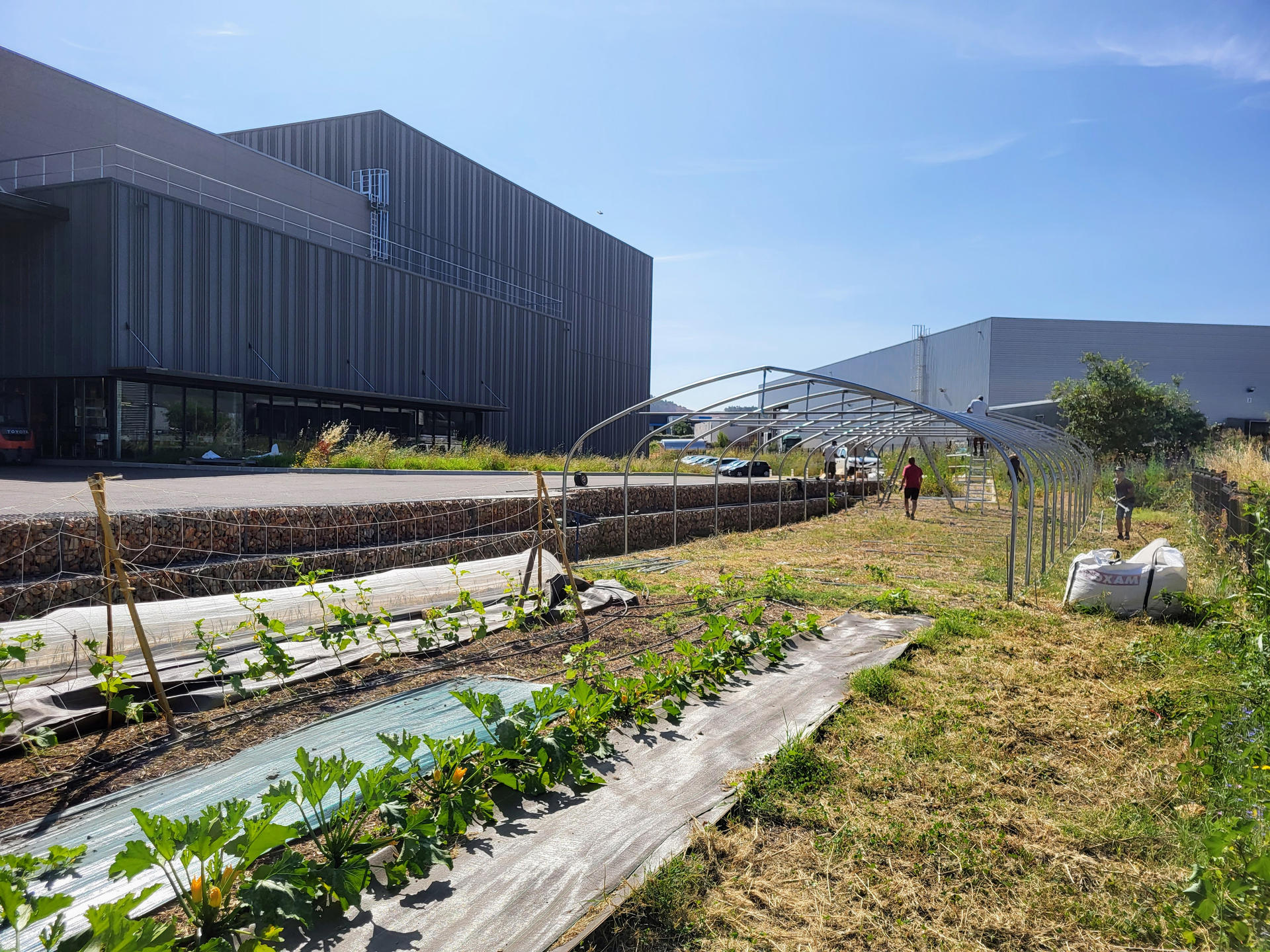 Création d'un potager d'entreprise pour Lauvige dans une zone commerciale | Potagers & Compagnie