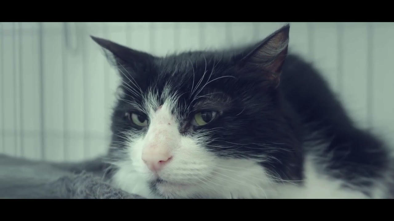 "IL N’Y A PLUS DE VILLE"   Video Trailer | Aliados literarios