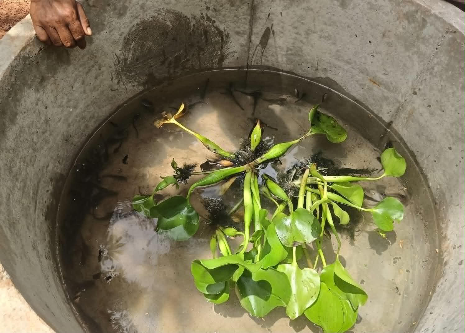 Laos - Des élevages de poissons-chats pour une autonomisation financière | Sourires d'Enfants