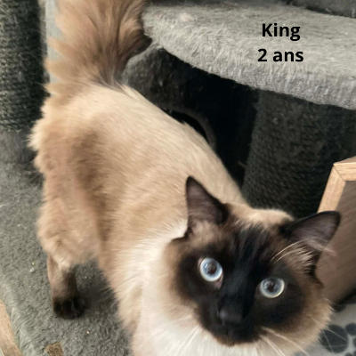 KING | Ch'amis pour la vie
