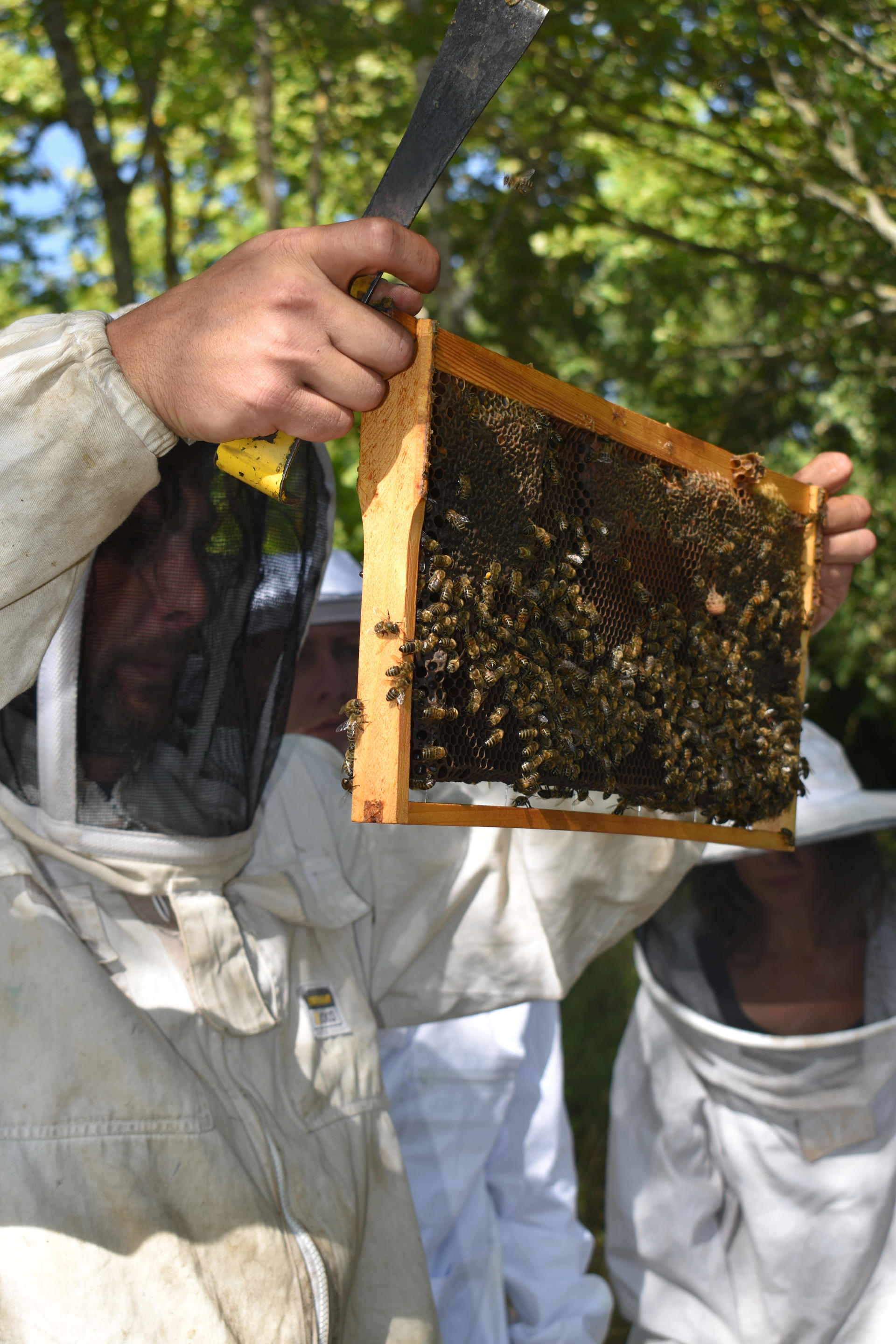 Initiation à l'apiculture bio et au travail en miellerie | Potagers & Compagnie