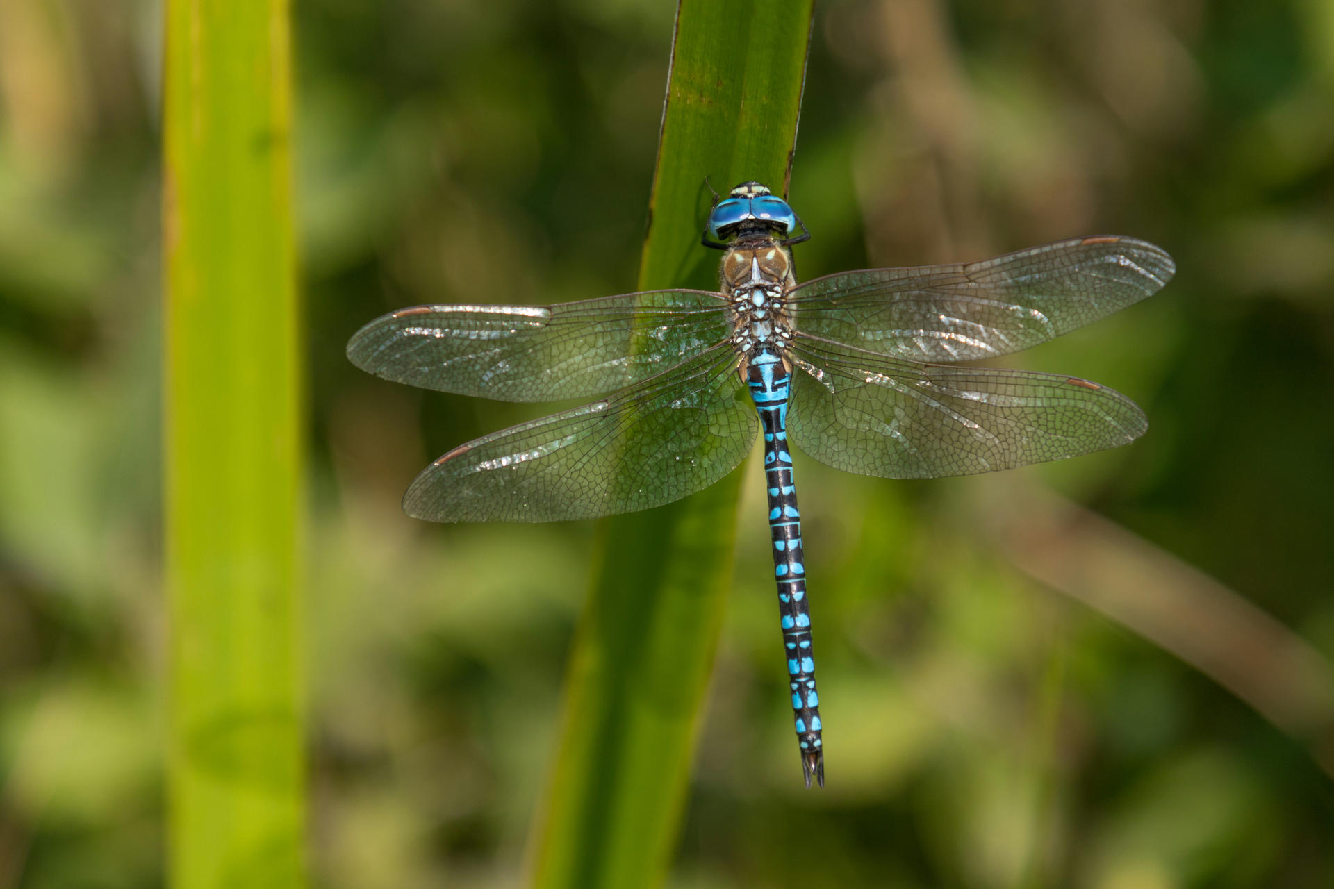 Sortie nature : A LA DECOUVERTE DES LIBELLULES | La contrée des minis