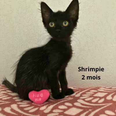 Shrimpie | Ch'amis pour la vie