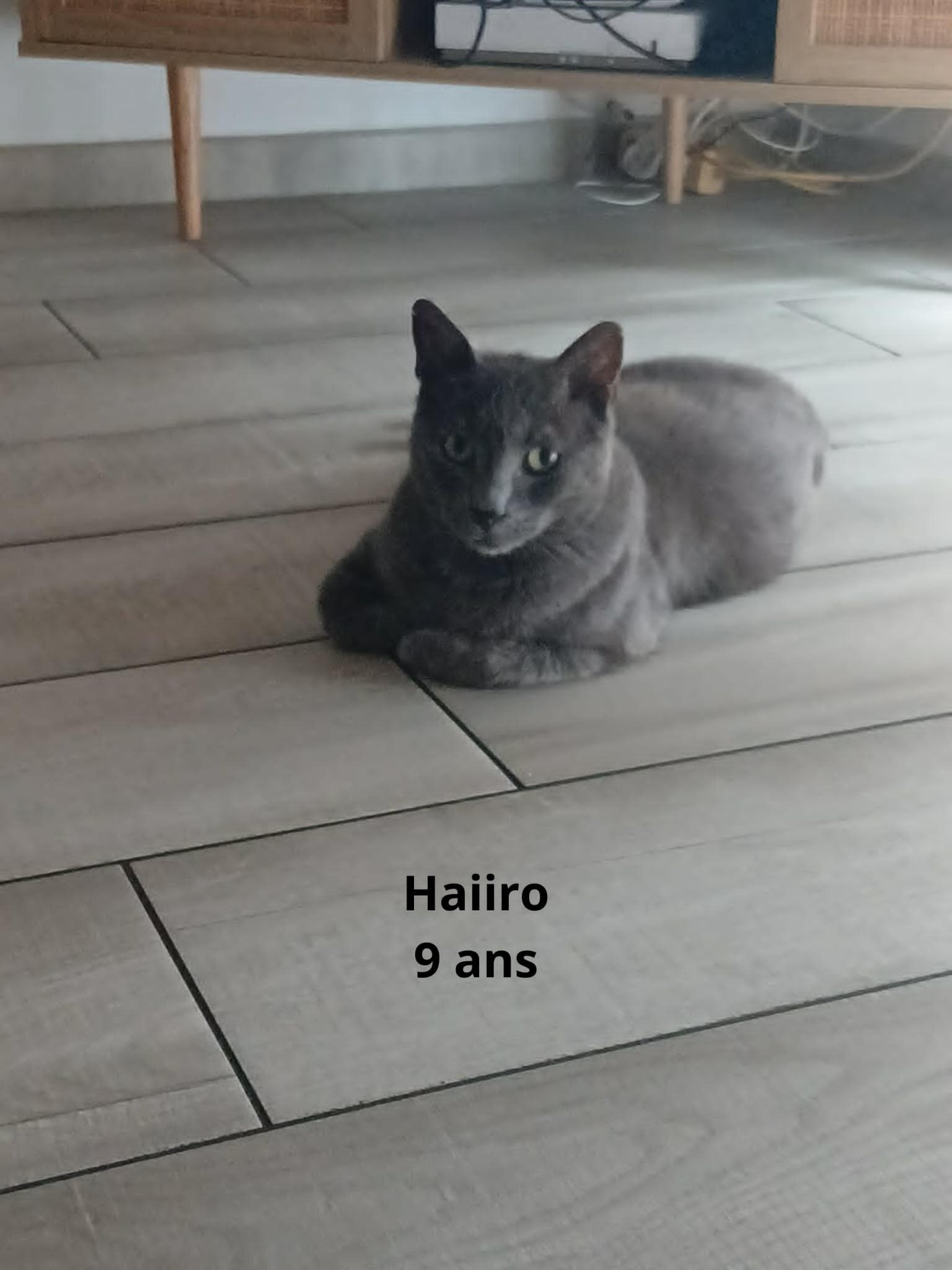 Haiiro | Ch'amis pour la vie