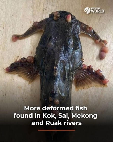 Vietnam Fraternité