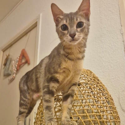 NIMUE | Ch'amis pour la vie