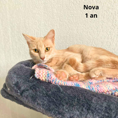 NOVA | Ch'amis pour la vie