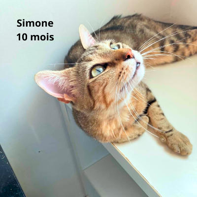 SIMONE | Ch'amis pour la vie