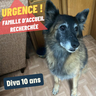 DIVA | Ch'amis pour la vie