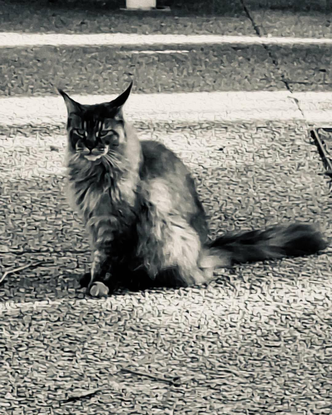 Un chat retrouvé mort dans des circonstances atroces dans le Var, les habitants sous le choc | Ch'amis pour la vie