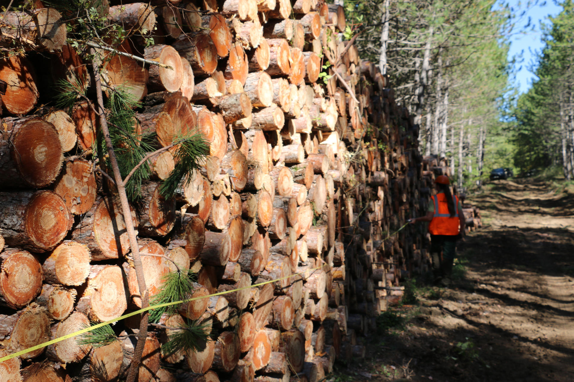 EDITO | 2026 : un été de rupture pour la filière forêt-bois régionale | Fibois Sud