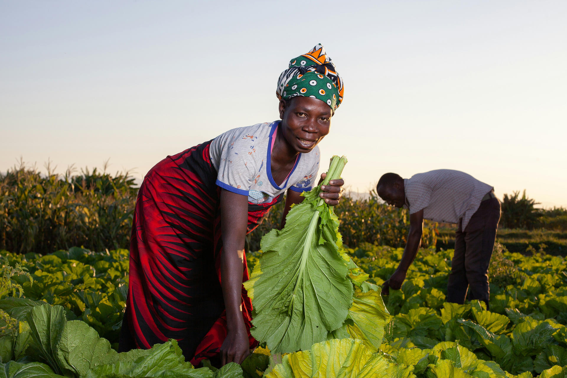 Food sovereignty in the Sahel increasingly depends on digital sovereignty | Forus