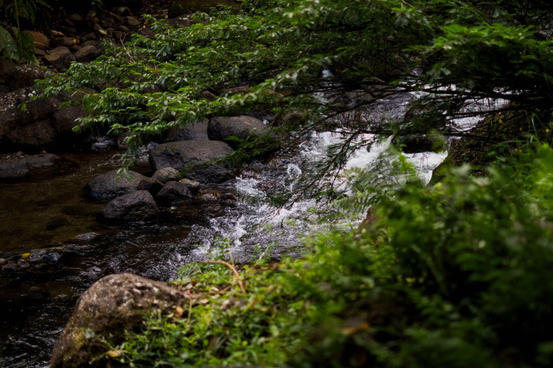 Rivière entre les rochers et la végétation