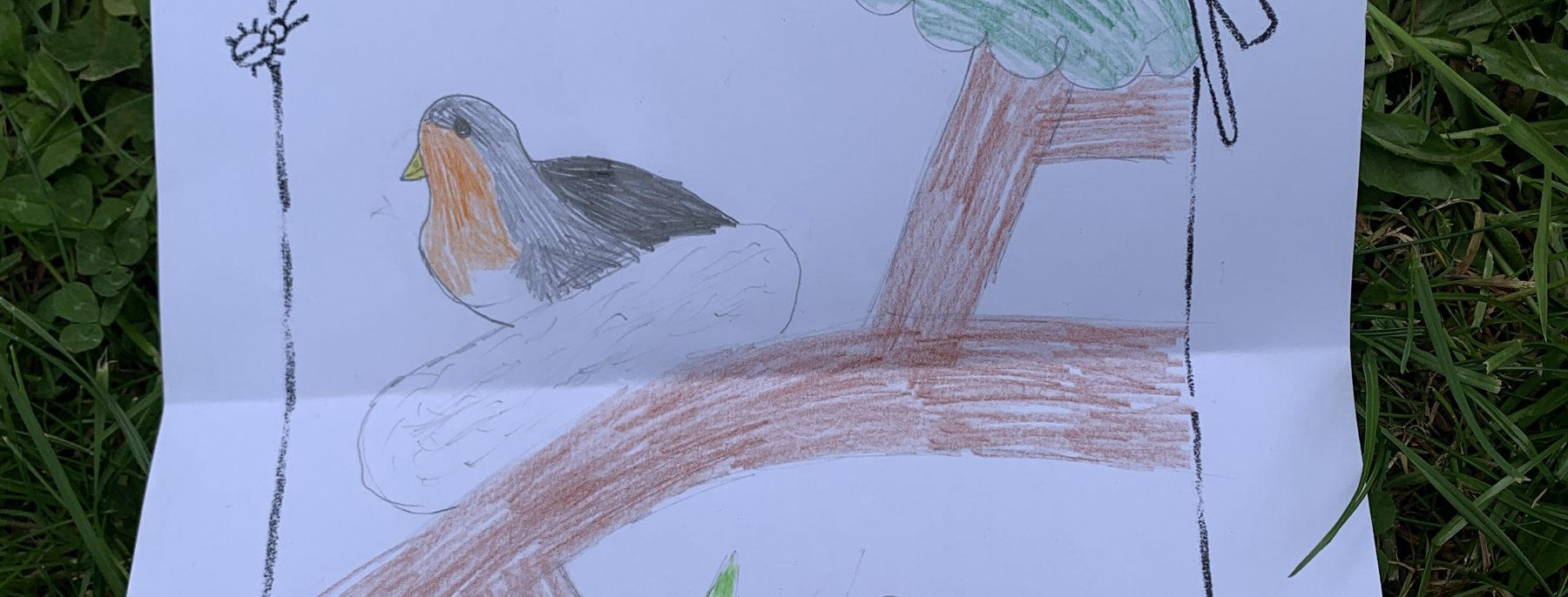 Dessin d'oiseau sur une branche réalisé par un enfant pendant une sortie nature