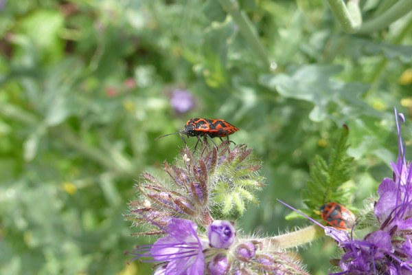 Des insectes sur des fleurs violettes au Jardin du Possible