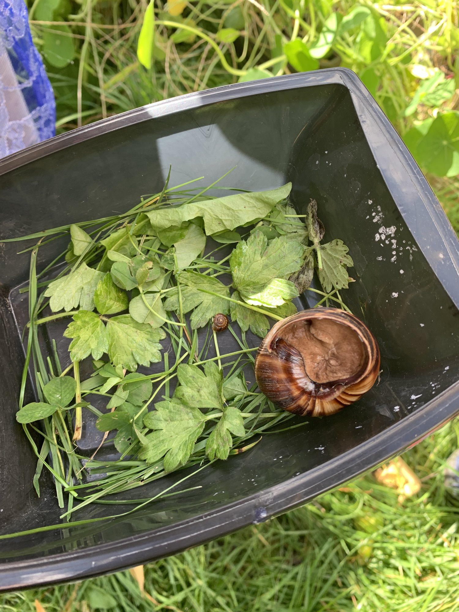 Un escargot dans un bac avec des feuilles