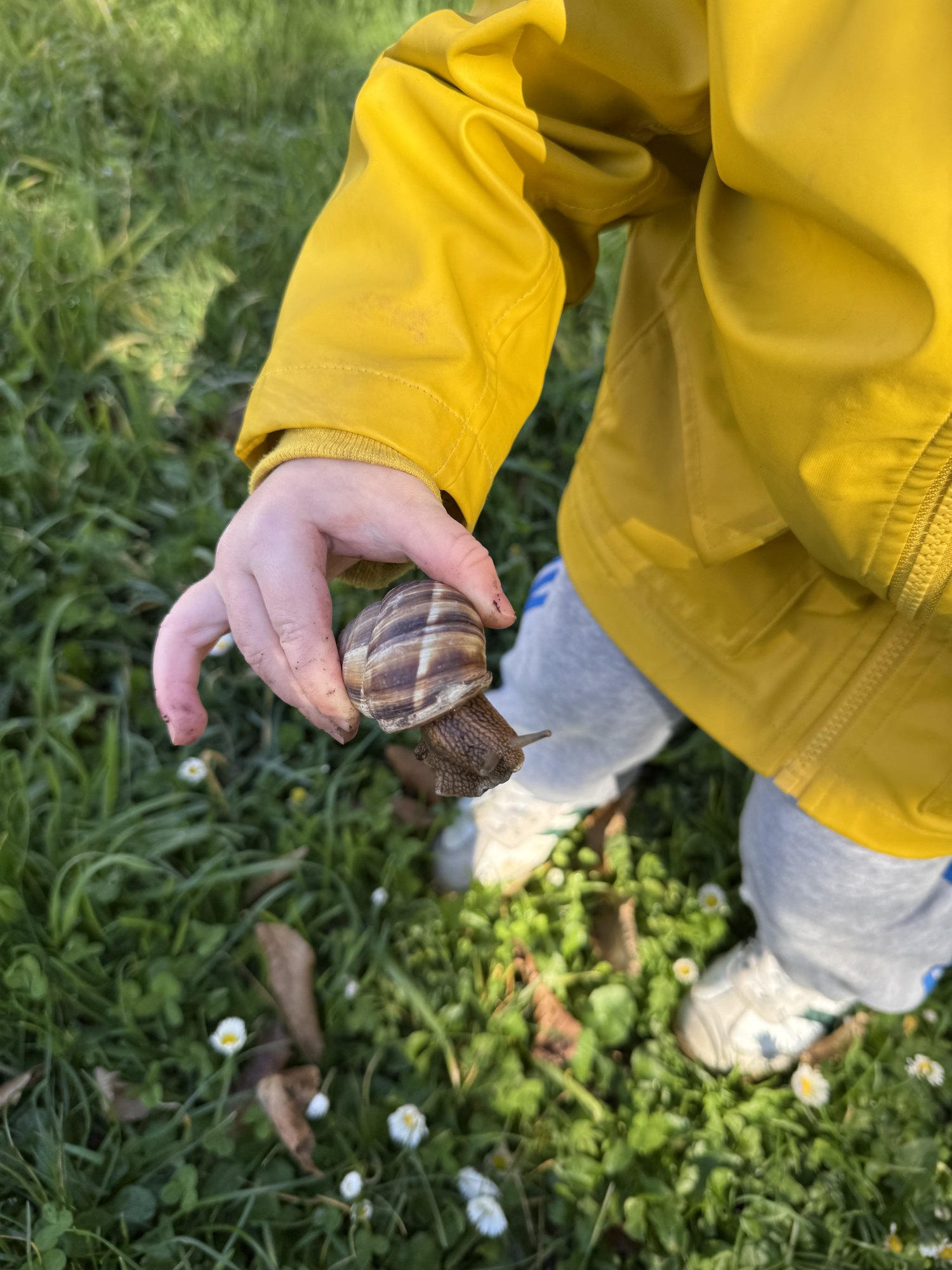 Un enfant tient un escargot dans sa main