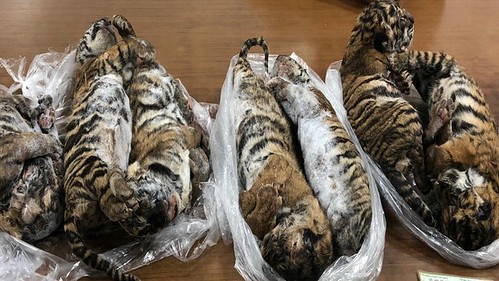 Hổ đông lạnh, BOT hết tiền, ngư dân Việt bị phạt nặng | Vietnam Fraternité