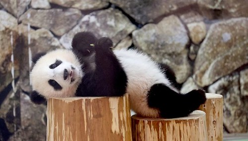 Đôi nét về "Ngoại giao gấu trúc" của Trung Quốc | Vietnam Fraternité