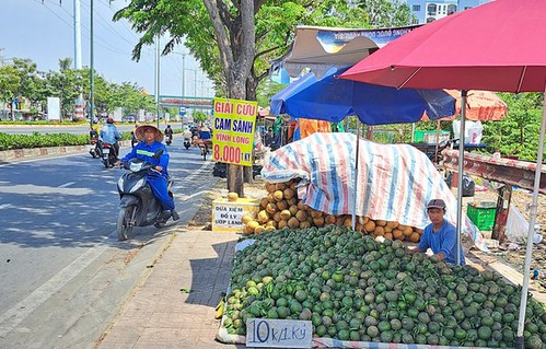 Ăn cam thay cơm | Vietnam Fraternité