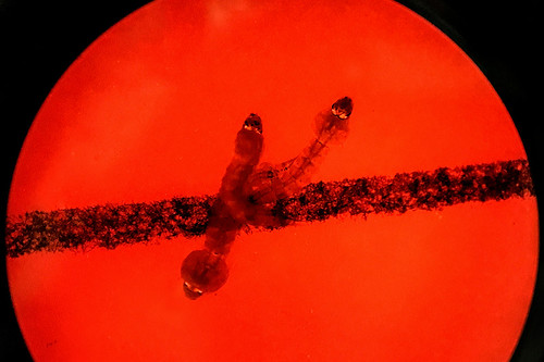 Bài học từ Covid-19 : Hiểm họa của công nghệ chỉnh sửa gen | Vietnam Fraternité