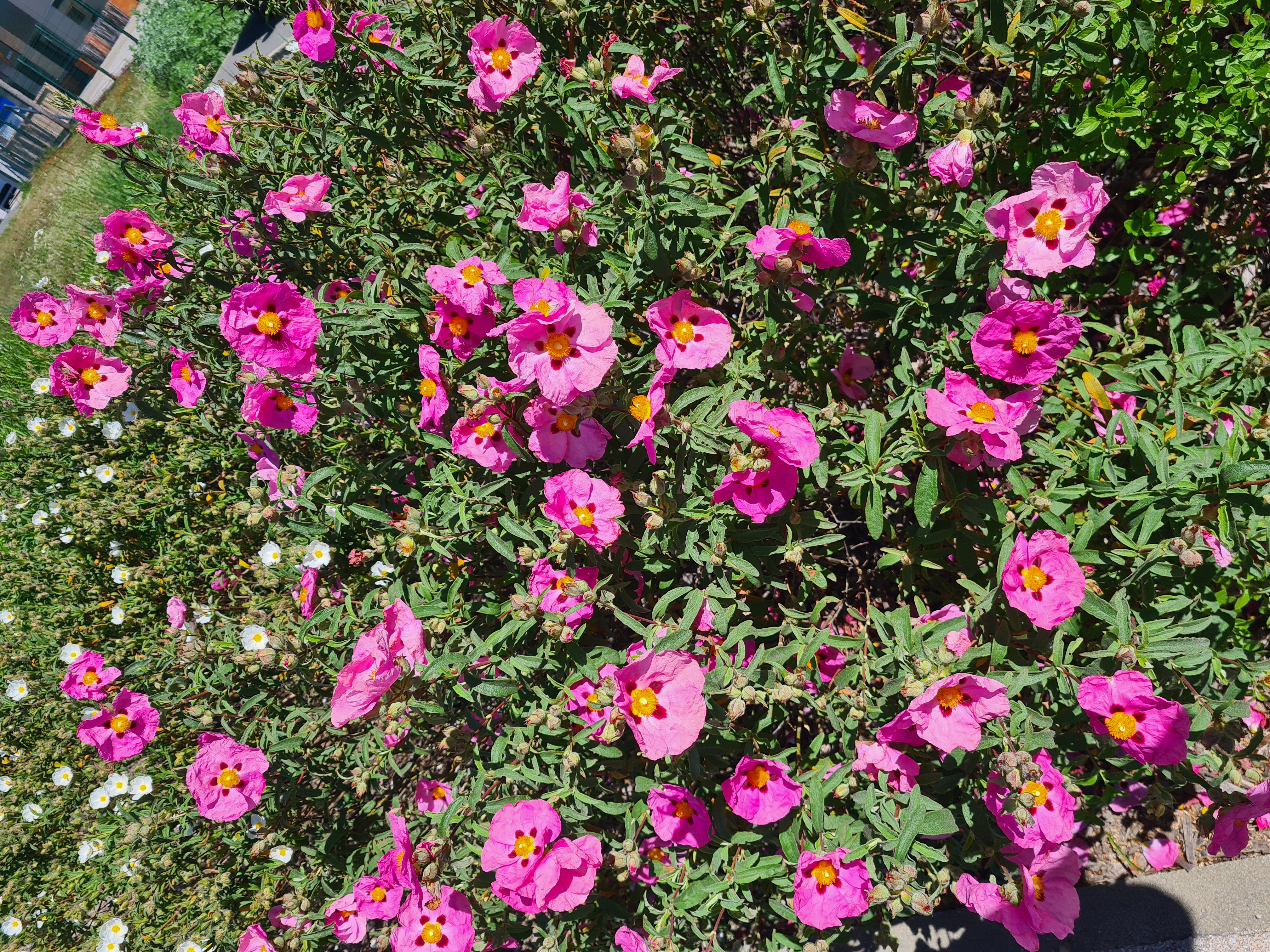 Séance de dédicaces sur l'ouvrage "Land Art et yogathérapie, naissance d'une rencontre" | Impuls’Ions
