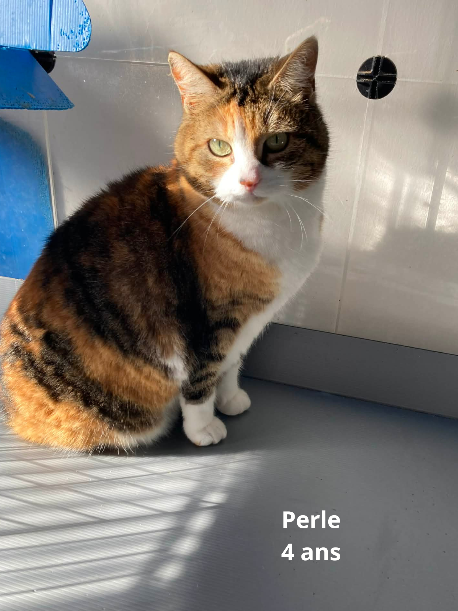 - | Ch'amis pour la vie