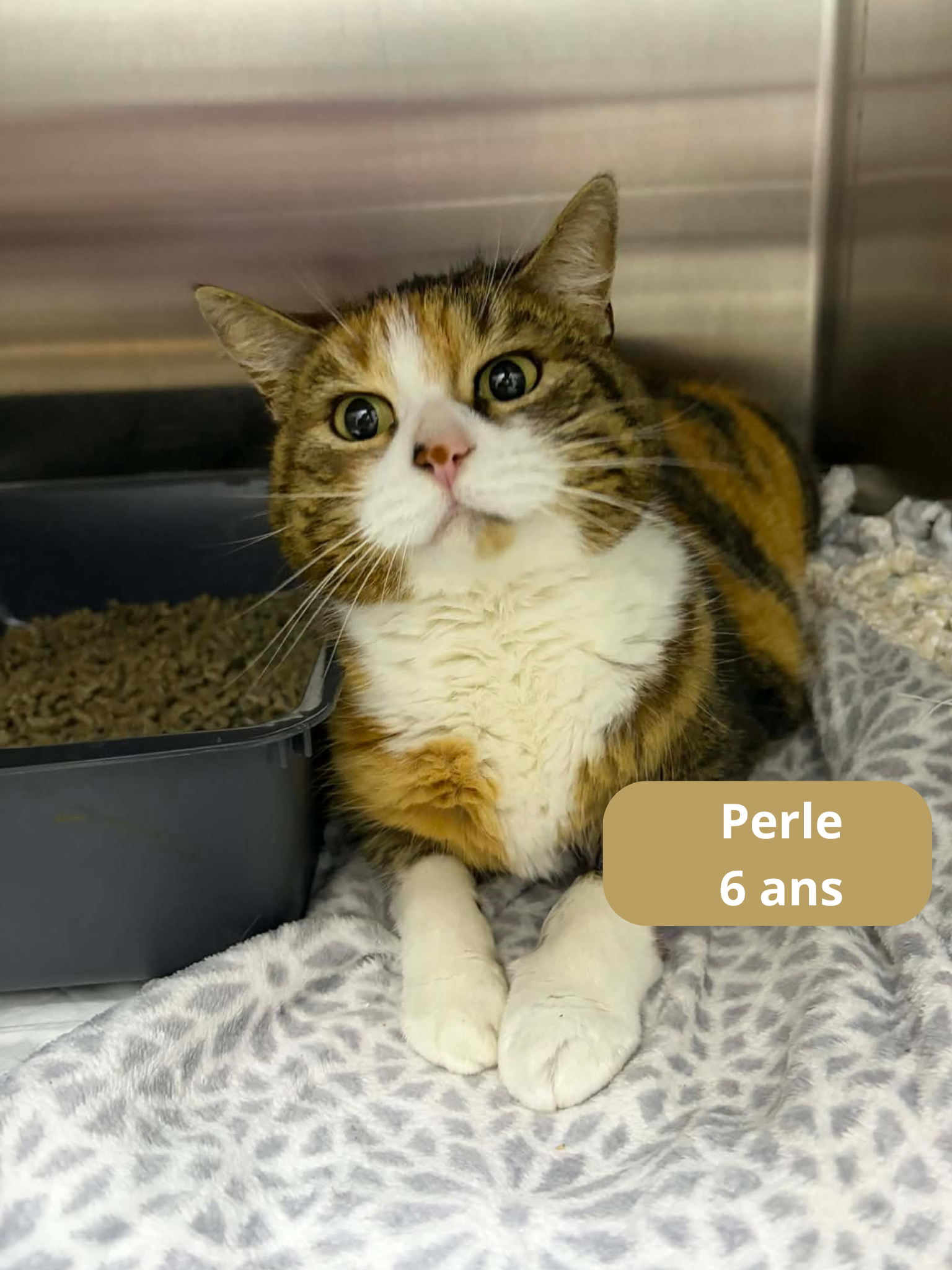 - | Ch'amis pour la vie